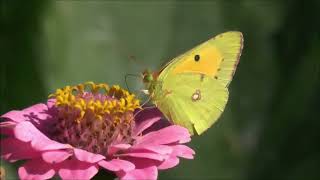 Most Beautiful Butterflies On Planet Earth