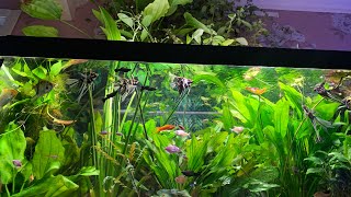 Хорошо растущие ,не прихотливые растения для аквариума какие покупать ?