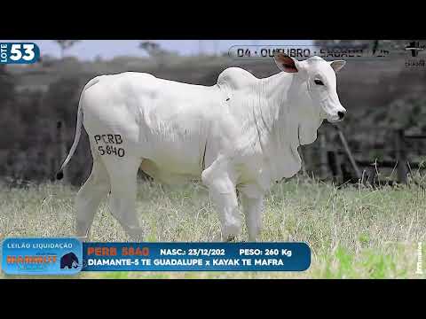 LOTE 53   PERB 5840
