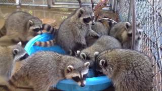 ЕНОТЫ- ПОДБОРКА ПРИКОЛОВ часть 2 \ CUTE RACCOONS VIDEOS part 2