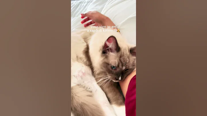 Video 7821521: ragdollcat catlover kitten, kitten catlover gatos, adorable cats