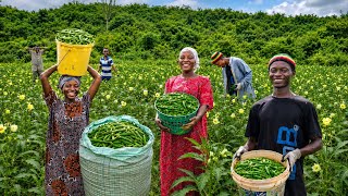African Mom Huge Okra Harvest🫛  | Cooking Delicious Village Food