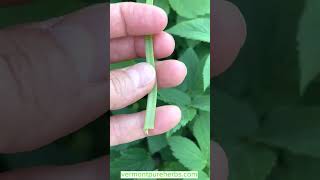 Let’s Eat  some Goutweed (Aegopodium podagraria wild edible & medicinal