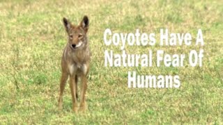 Coexisting with Urban Coyotes