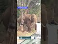 Viral of man provoking elephant sparks outrage among netizens