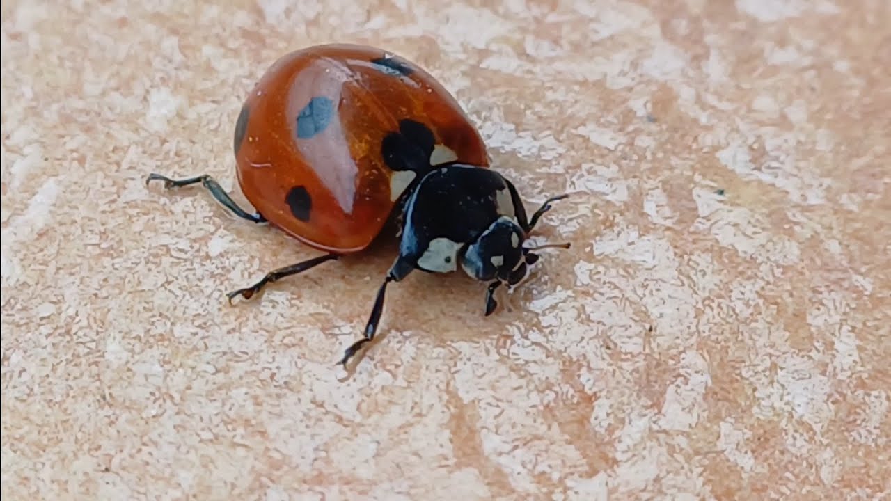 I Flipped a Ladybug and She Did THIS 😱🐞 Amazing Recovery! #ladybug # ...