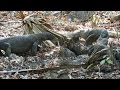 Dragons' Feast - Rinca Island, Komodo National Park, Indonesia