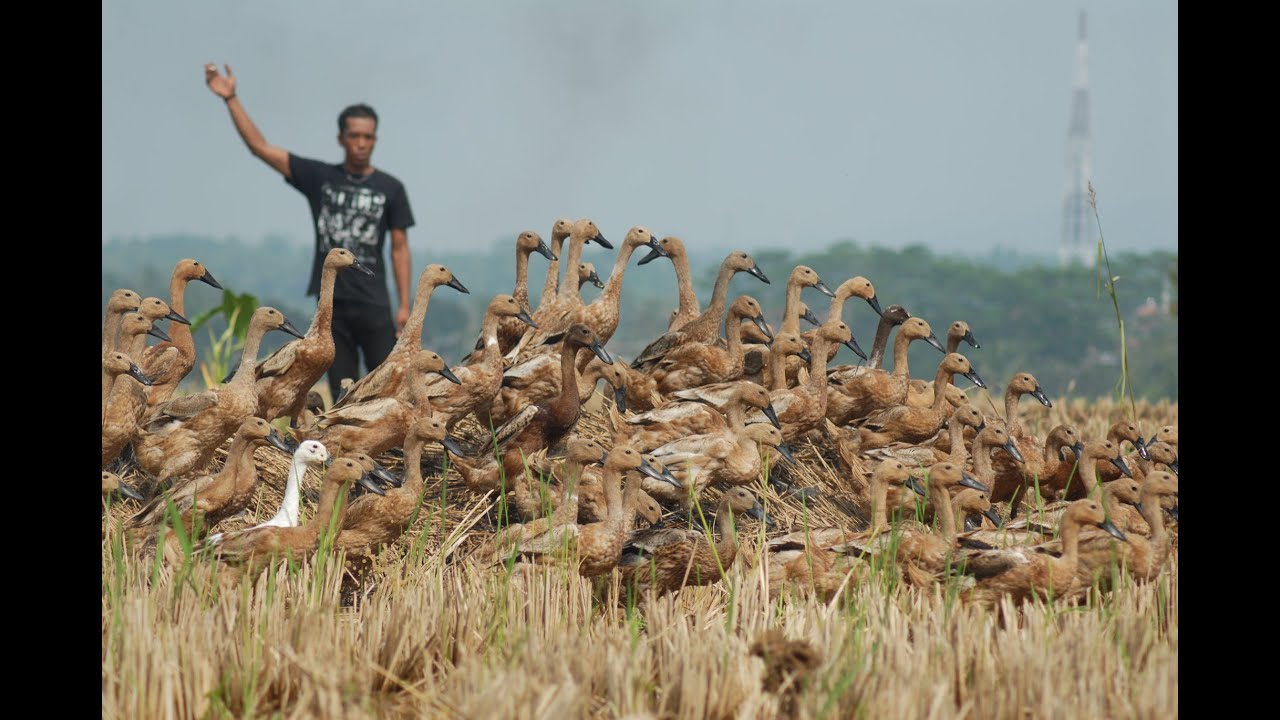 TIPS SUKSES BUDIDAYA BEBEK PETELUR TAHAN PENYAKIT PRODUKSI MENINGKAT