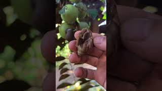 found two snails that wanted to eat my star apple #snail #catch #hunting #animals #shorts