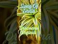 Dracaena Reflexa - Song Of India #garden #gardening #plants #shorts #viralshorts