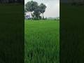 India me dhan ka kheti 🌾 video #status #like #comment #subcribe #