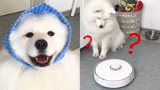 Dog Vs. Robot Vacuum | Roborock S5