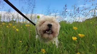 Finally, The Terriers Are Getting Their Grass Cut Thorpeman Dogs Grooming