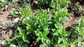 اسهل طريقة لزراعة النعناع Ziraeat Alnaenae