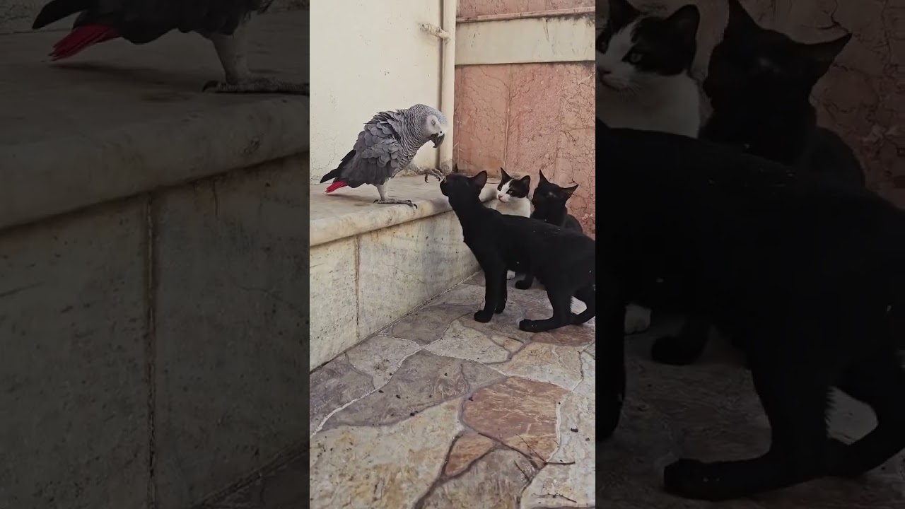 Gray Parrot & Cats 🥰😜 #shortsvideo #shorts #youtubeshorts