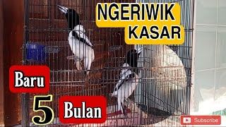 Suara Ngeriwik Kasar Burung Jagal Papua.  Jinak, Dari Loloh...