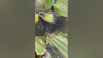 Tới Nơi Giao Ốc Bươu Đen Giống Cho Khách Nuôi Bằng Nước Giếng Ở Gò Quao Kiên Giang Cũ