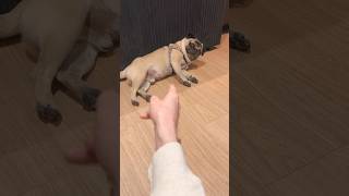 Pugs CAN’T Learn Tricks!  #shorts