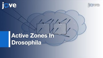 Dissection & Imaging: Active Zones In Drosophila: Neuromuscular Junction l Protocol Preview