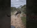 Never Celebrate Too Early. The Most Insane Counterattack You' ve Ever Seen! #wildlife #nature