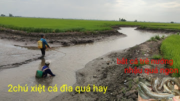 2 chú xiệt cá đìa quá hay cá lóc cá trê và nhiều cá ngon khác nữa. nướng cá trê nhậu quá ngon