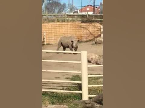 Daddy rhino - YouTube