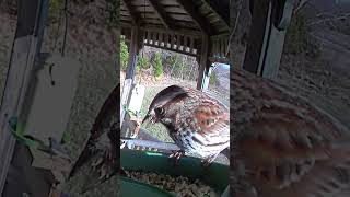 #FLAMEWOOD #Birds #Wildlife #Nature #Shorts #FLAMEWOOD #Birds #Wildlife #Nature #BirdFeeder