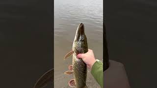 Словил отпустил ) #fishing #ловим_рыбу #норвегия #щука  #щучки #щуки #рыбалка #осень2025 #рыбка