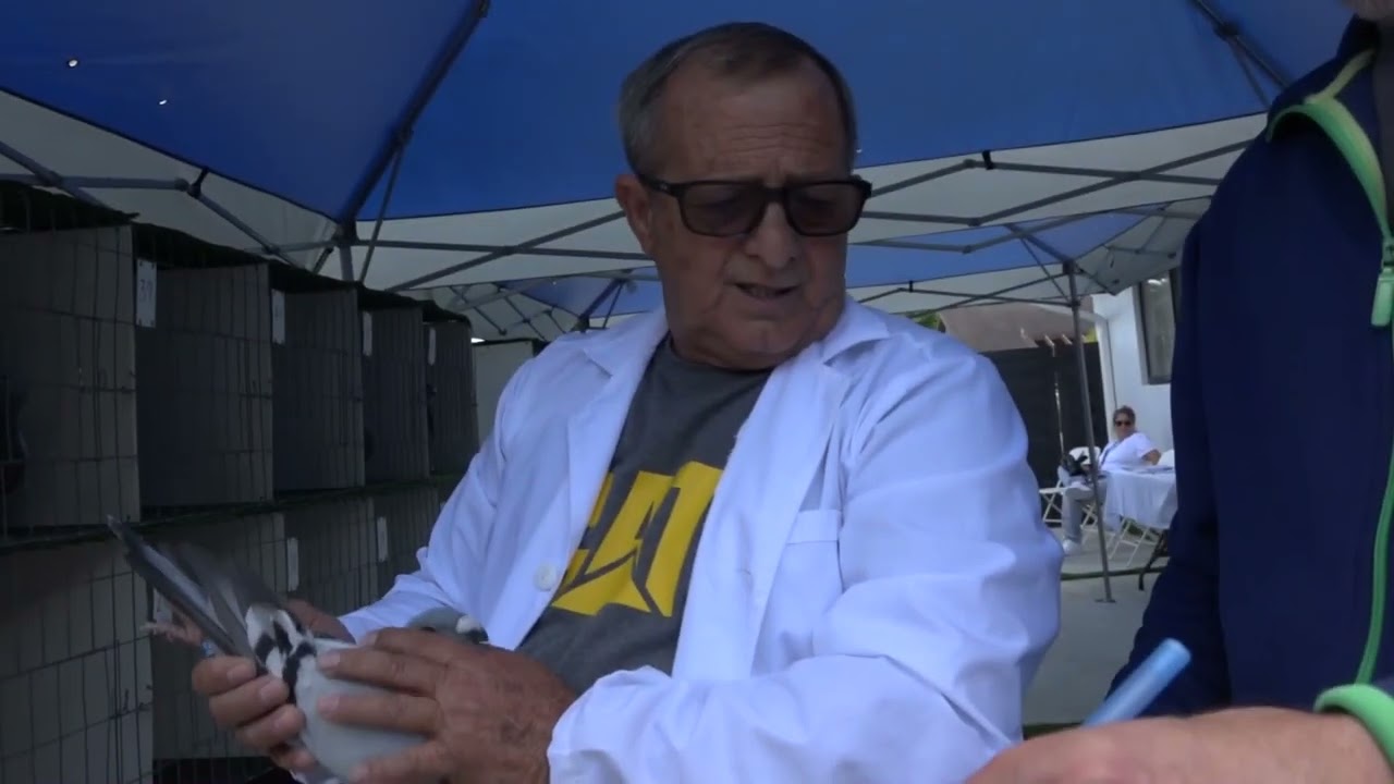 expo de pichones 2024 palomo jieneneses