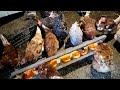 🐓🦆 🦃🐔ТЫКВА - ВАЖНЫЙ ПРОДУКТ ПИТАНИЯ ДЛЯ КУР. ДАЕМ ОБЯЗАТЕЛЬНО!!!