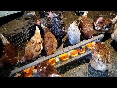Можно ли давать курам сладкое. Можно ли давать курам сладкое