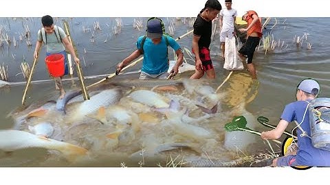 Kích Cá Rô Phi 25Đ | Kích Cá Rô Phi Nước Sâu, Kích Cá Chép, Cá Lóc Siêu Khủng - Kích Cá 25Đ