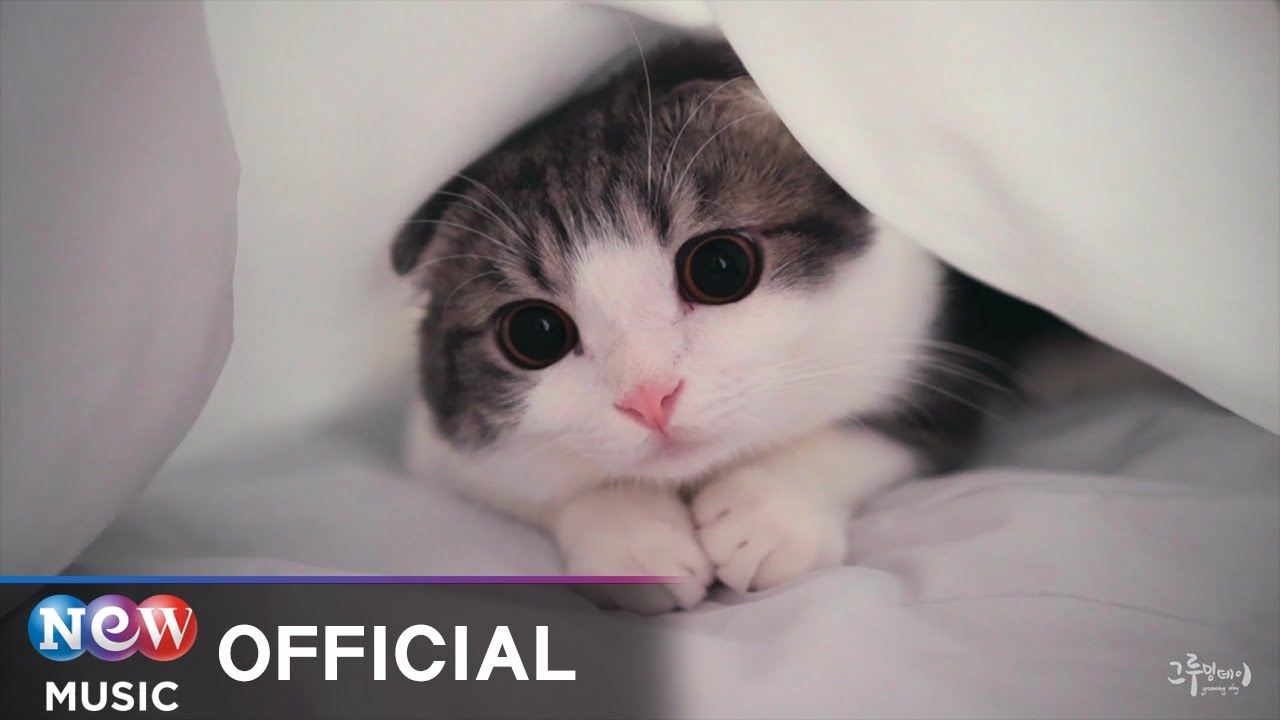 [MV] It's humming (이츠허밍) - Meow meow (반대로냥)