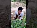 magic✨ Nahin Hua To Bhai ne￼ Peda Ke paas Bataya gaya #viralvideo #magic #shortvideo