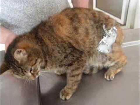 кошка приора - Авто Класс.ру