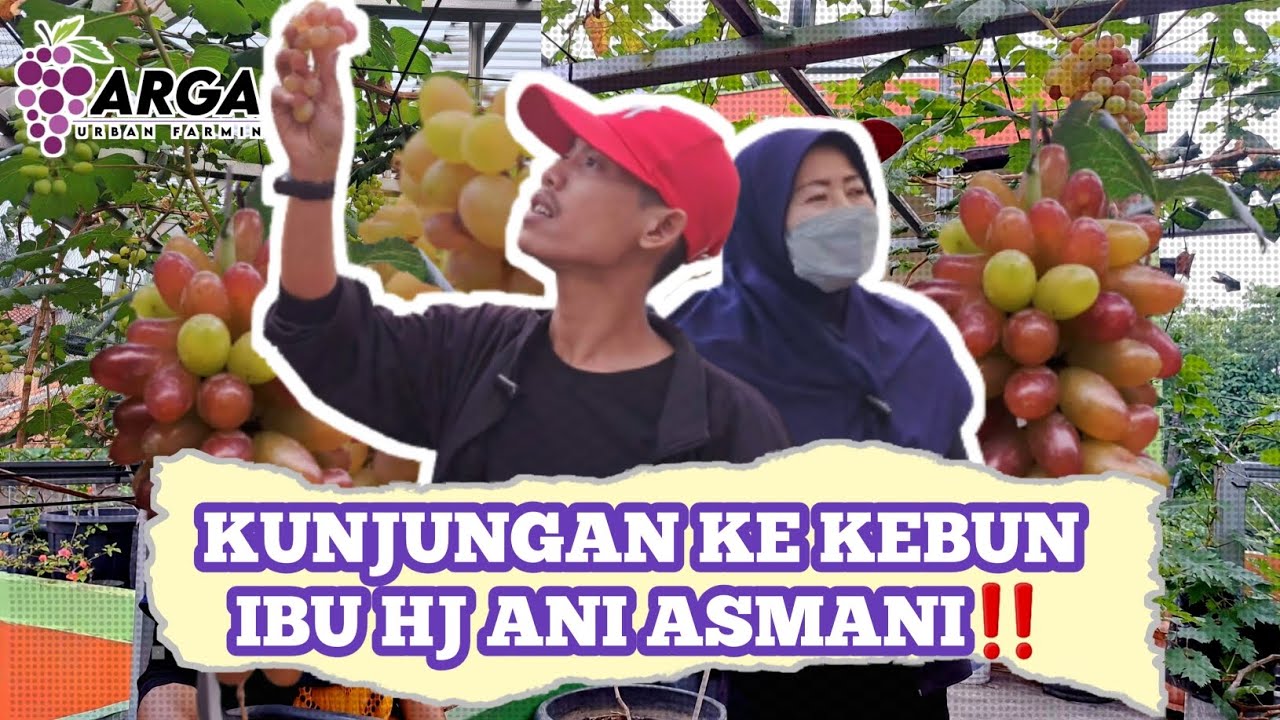 REVIEW ANGGUR VARIETAS ANGELICA & NN06‼️‼️