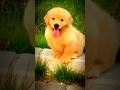 New trending status !! cute dog status 🥀!! WhatsApp status !!#whatsappstatus#cutedog #dogstatus#dog