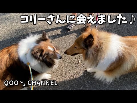 シェルティ＆コリーに会えた日は、１日るんるんです💖 《シェルティ/コリー》