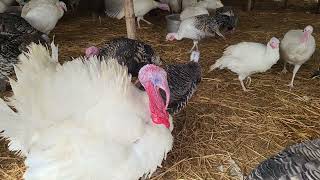 Turkey Bird farming in india