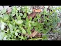 ബ്രഹ്മി/Brahmi/Bacopa monnieri/water hyssop/thyme leafed gratiola/herb of grace/Indian pennywort.