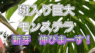 超貴重！斑入り巨大モンステラ 新芽が開くまでの全記録！不思議で