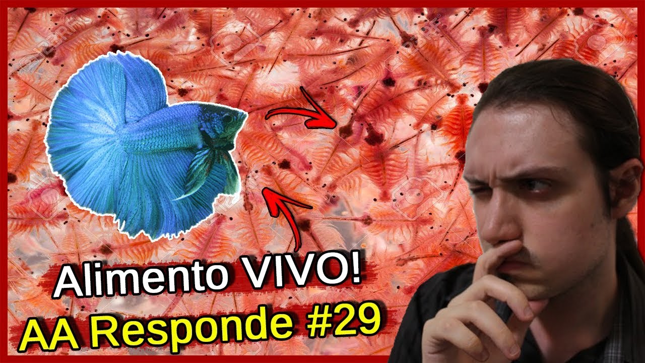 Quais alimentos VIVOS dar para BETTA! - AA Responde #29