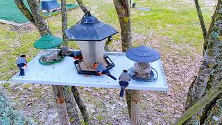 Bullfinches in Soft Natural Light screenshot 1