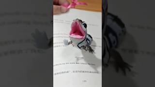 Real or A.I.? This Gecko Looks Too Cute to Be True!#shortvideo #gecko