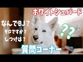 【質問コーナー①】ホワイトシェパード・ボーダーコリーの質問に答えます！～前編～