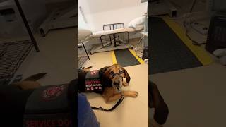 getting blood work with Boo #servicedog #workingdog #type1diabetic #type1diabetes #t1d
