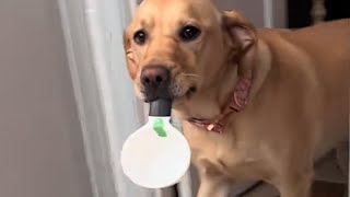 Rescue dog's unusual habit surprises family