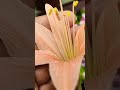 #ytshorts #beautiful #flowergarden #overview #gardening #flowers