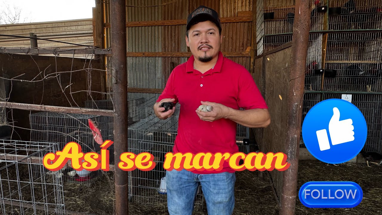 Cómo marcar pollitos correctamente paso a paso 🐣