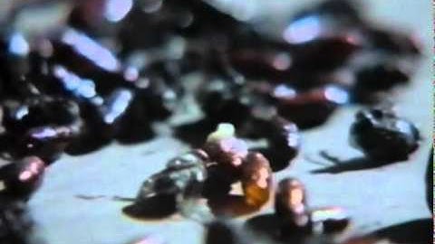 Coil - Tainted Love [music video]